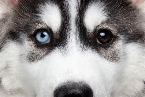 Closeup Siberian Husky Puppy Different Eyes Photograph by Sergey Taran