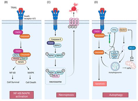 TRAIL Signaling Pathways | Encyclopedia MDPI