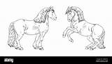 Drawing Of A draft horses Coloring book Template With horse Equine  sketch template