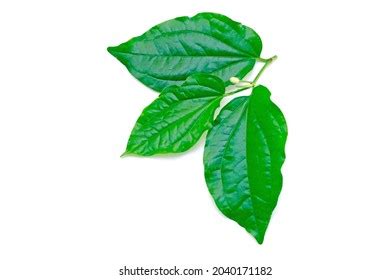 2,301 Piper Sarmentosum Leaves Images, Stock Photos & Vectors | Shutterstock