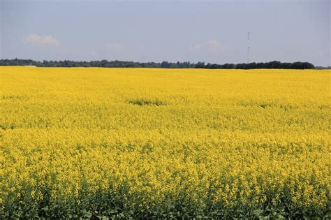 Canola Gains Relative Value & USDA Cuts Soybean Stocks — Oilseed Market ...