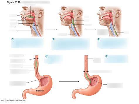 Deglutition - Steps Diagram | Quizlet