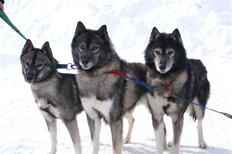 Coat colors of the Siberian Husky