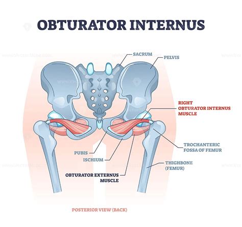 Obturator internus muscle with externus location near pelvis outline ...