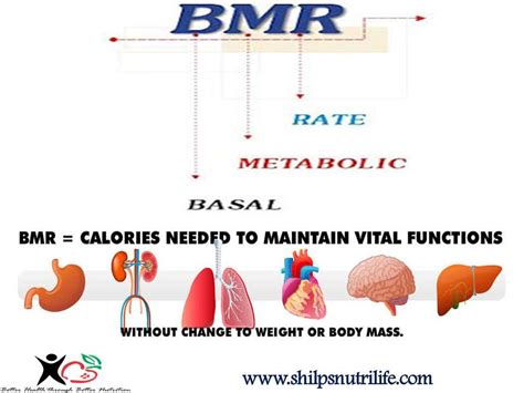 Basal Metabolic rate | Basal metabolic rate, Metabolism, Education ...