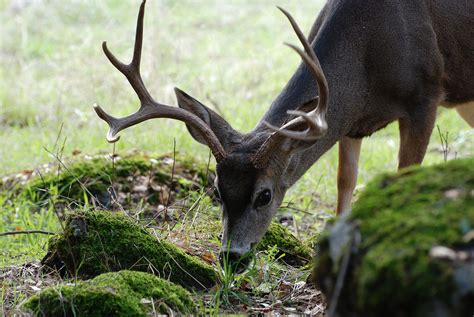 Mammals - Sequoia & Kings Canyon National Parks (U.S. National Park Service)