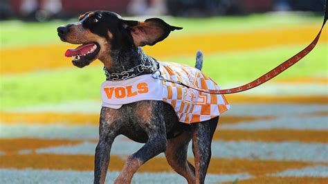 10 fun facts about Smokey | wbir.com