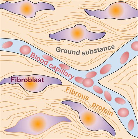 4. Connective Tissue - SimpleMed - Learning Medicine, Simplified