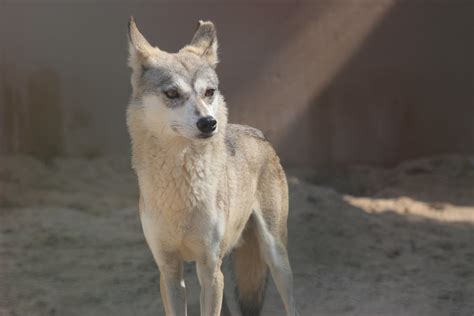 Day 5 - 2012 - Desert Wolf | A desert wolf at Al Areen Wildl… | Flickr