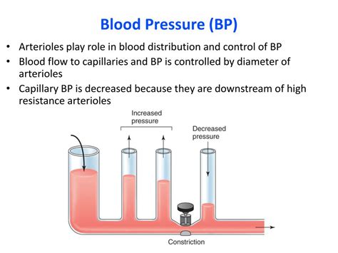 PPT - Cardiac Output, Blood Flow, and Blood Pressure PowerPoint ...