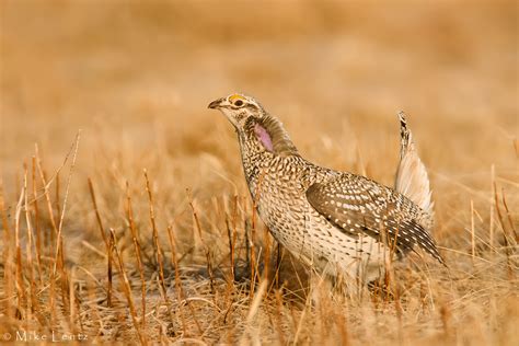 Grouse and Prairie Chickens – Mike Lentz Nature Photography