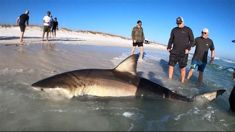 Massive great white shark caught and released at Florida beach: 'This ...