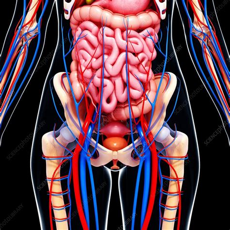 Female anatomy, artwork - Stock Image - F007/3266 - Science Photo Library