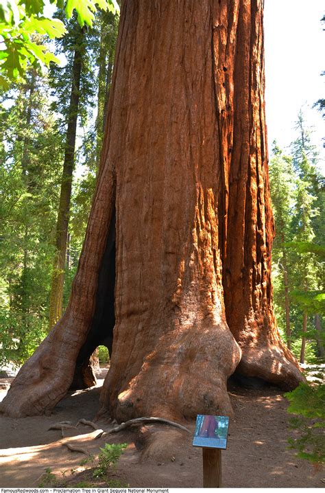 Giant Sequoia National Monument - Famous Redwoods