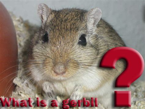 What is a gerbil? | Gerbil, Mouse rat, Hamster