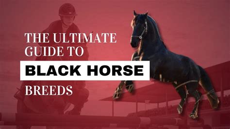 The Ultimate Guide to Black Horse Breeds | Strathorn Farm Stables