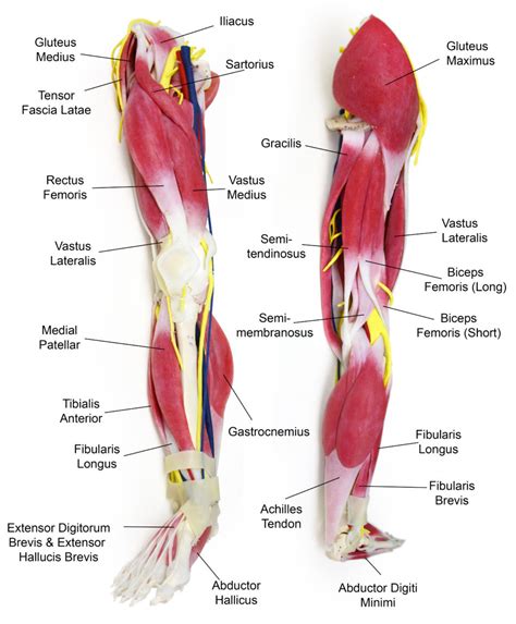 Human Anatomy Leg Muscles Diagram - Deigram Of Outside Leg Muscles / Pin On Anatomy & Physiology ...