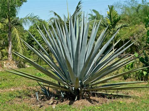 Agave tequilana - Blue Agave, Tequila Agave | World of Succulents