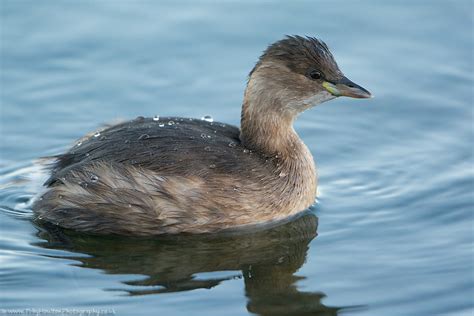 Little Grebe | At Rye Harbour, one of around 20 in view acro… | Flickr