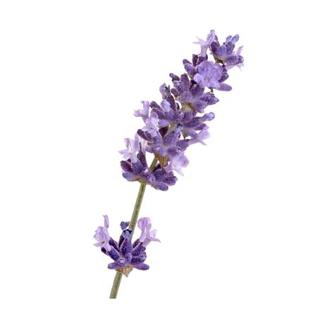 List 95+ Pictures Images Of Lavender Flowers Superb