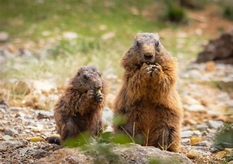 Marmot Behavior - AnimalBehaviorCorner