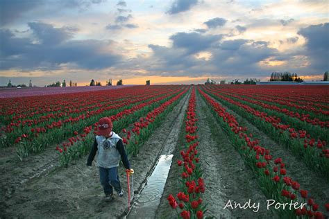 Skagit Valley Tulip Festival Photography - Andy Porter - Love La Conner Blog, Skagit Valley ...