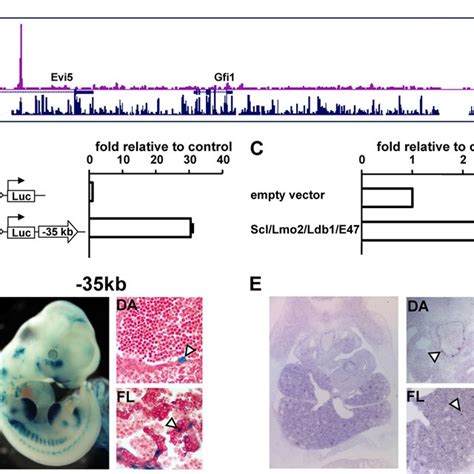 LacZ staining in mice embryos carrying the Gfi1-lacZ BAC identifies the ...