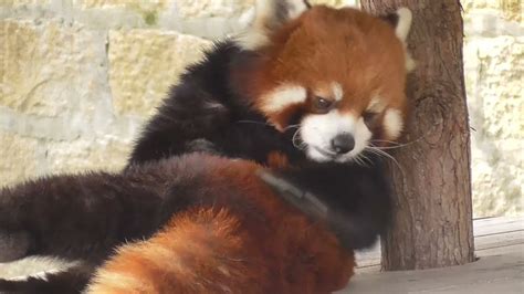 The fat Red Panda warmed up and tried to jump out,but... - YouTube