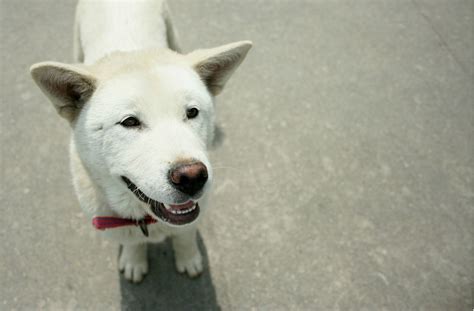 Korean Jindo: Dog Breed Characteristics & Care