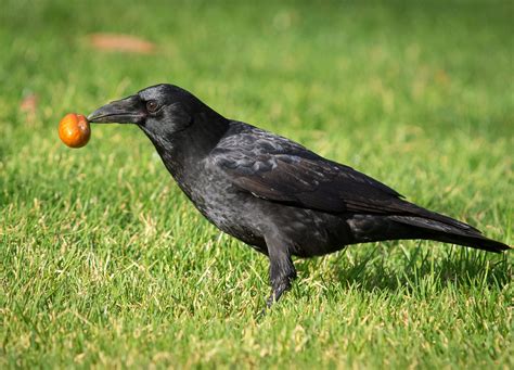 When Eating Crow Was an American Food Trend - Gastro Obscura