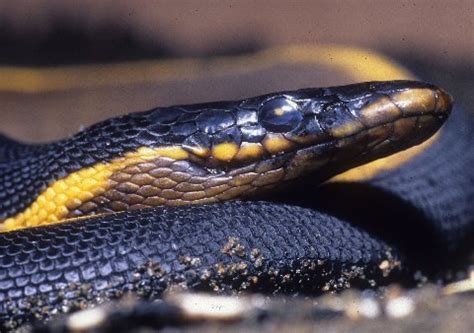 kingsnake blog Kingsnake.com Blog - Yellow-bellied Sea Snakes