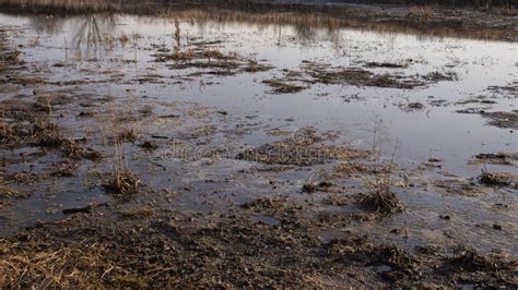 View of Swamp. Polluted River Stock Photo - Image of pollution ...