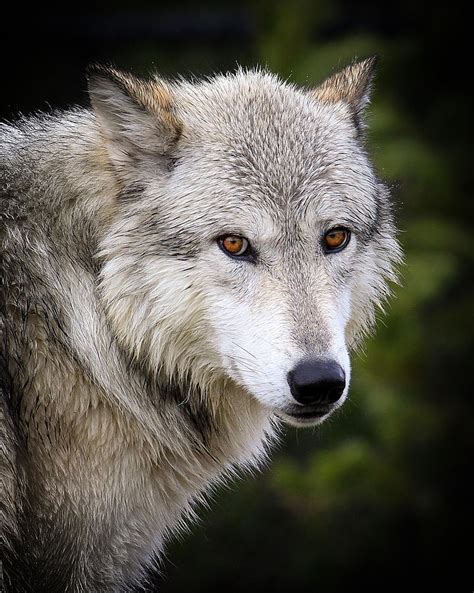 Yellow Eyes Photograph by Steve McKinzie