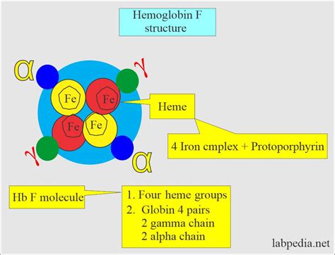 Fetal hemoglobin (HbF), Alkali resistant hemoglobin