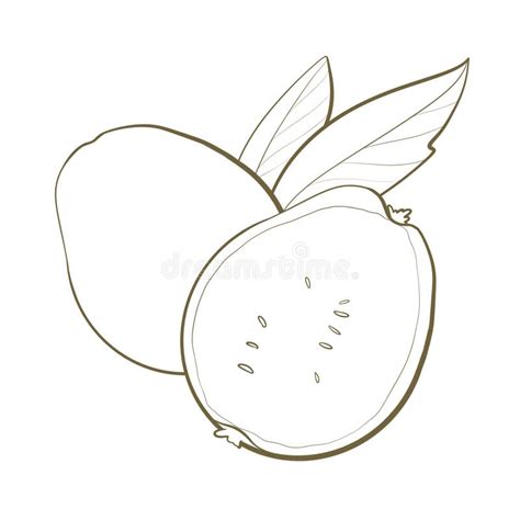 Guava Line Drawing Stock Illustrations – 412 Guava Line Drawing Stock ...