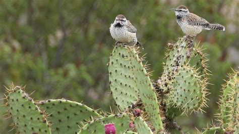 Helping the Locally Imperiled Coastal Cactus Wren | San Diego Zoo Institute for Conservation ...