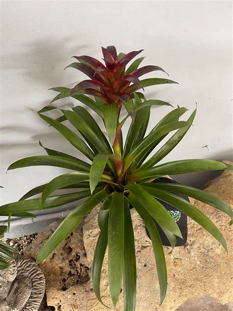 Bromeliad Guzmania 'Purple' Great Indoor Plant | Etsy