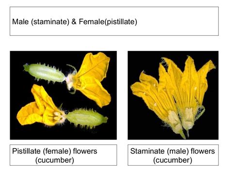 Flower structure and pollination mechanisms