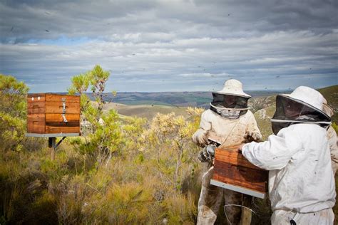 Meeting the dietary needs of honey bees is tough for South African beekeepers