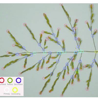 Structure of a rice panicle. Schematic representation of a rice panicle... | Download Scientific ...