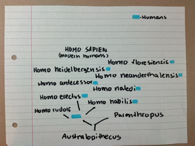 Evogeneao The Tree Of Life Human Evolution Tree Human