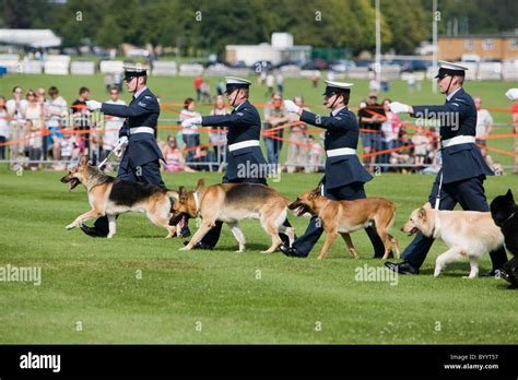 RAF police dogs demonstration of crowd control Stock Photo - Alamy