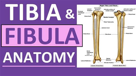 Leg Bone Diagram / Lower Limb - He leg's main function in the human is ...