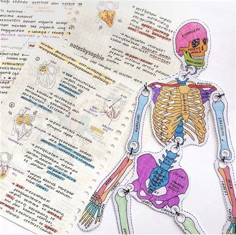 @ a n g e l c o l o r s 💫 | Notas universitarias, Lecciones de biología, Apuntes de clase