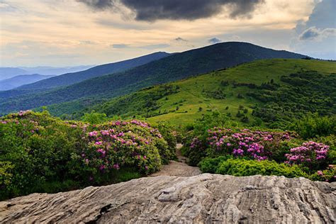 Best Roan Mountain State Park Stock Photos, Pictures & Royalty-Free ...