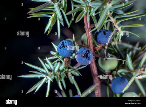 The berries of a Juniper bush Stock Photo - Alamy