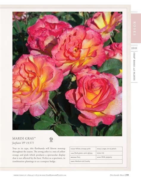 2018 Star® Roses and Plants Catalog by Star® Roses and Plants - Issuu