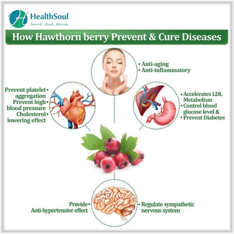 Hawthorn Berry Benefits - Healthsoul