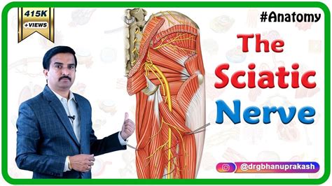 Sciatic Nerve Dermatome