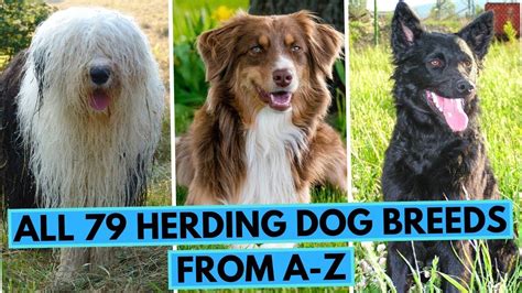 ALL Herding Dog Breeds in One Video (From A to Z) in 2022 | Herding ...